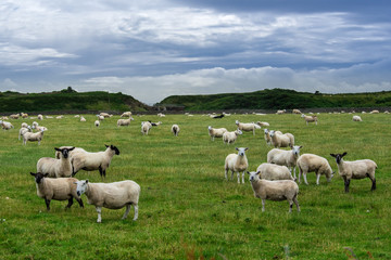 Helmsdale sheep