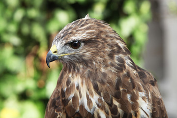 Vulture