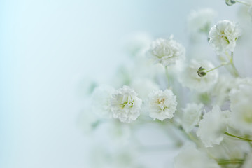 Small  White Flowers Gypsophila paniculata blurred, selective