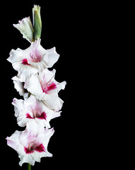 Beautiful bicolor high gladiolus 