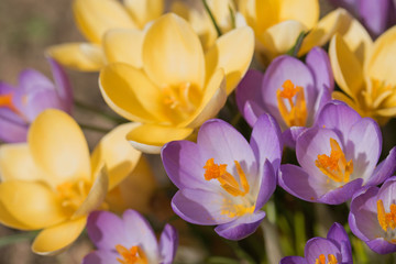 Fototapeta na wymiar The purple and yellow crocus flowers