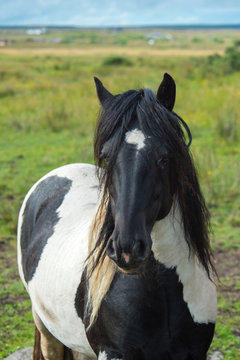 Piebald Horse
