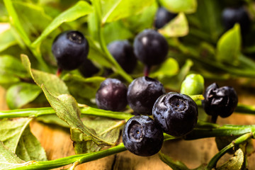 Blueberries on bushes with leaves, macro.