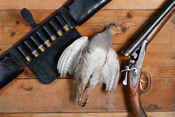 Hunter's  trophy partridge