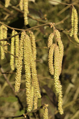 Les chatons de noisetier produise du ollen