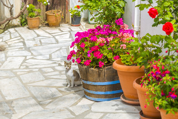 Fototapeta na wymiar Flower pots on a yard in a summer house in Mykonos, Greece.