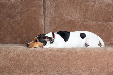 Jack Russell terrier lying on couch