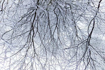 Soft rime on branches