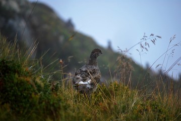 lofoten bird