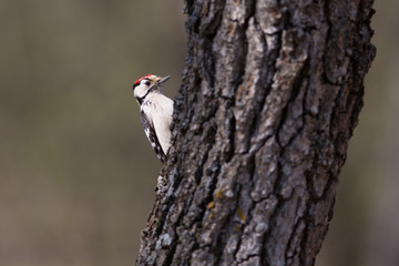 Motley woodpecker. Dendrocopos.