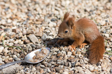 Squirrel and spoon of porridge.