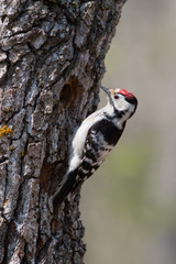 Motley woodpecker. Dendrocopos.
