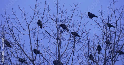 Birds Sitting On A Bare Branch