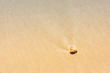 sea shell on the beach sand