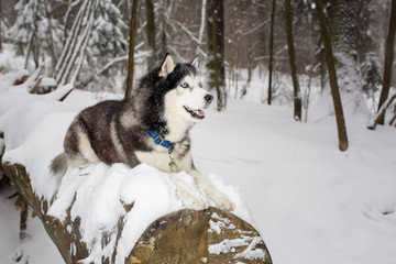 Naklejka premium Large beautiful dog is lying on a log. Winter. husky
