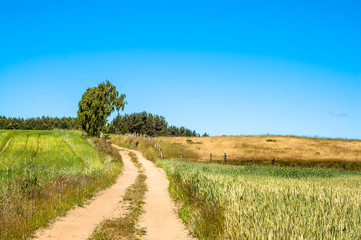 Dirt road among fields. Rural landscape of fields of grain under blue sky