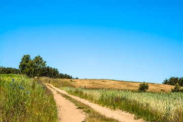 Fototapeta na wymiar Dirt road among fields. Landscape of fields of grain under blue sky