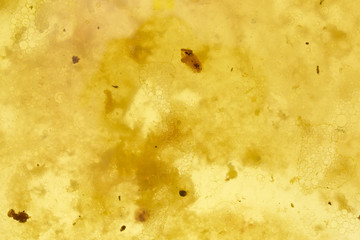 Chicken fat from cooked rotisserie chicken