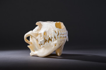 Isolated red fox skull