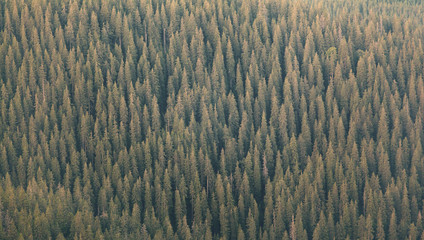 The Green spruce forest