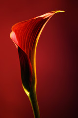 red flower calla on red background, soft focus photography for flower shop  - obrazy, fototapety, plakaty
