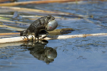 American Toad (Bufo americanus)