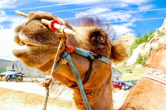 Close-up of camel, Mongolia