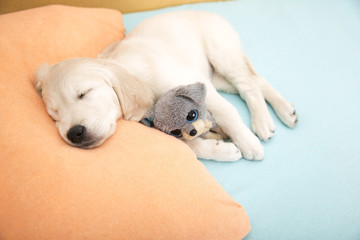 golden retriever puppy