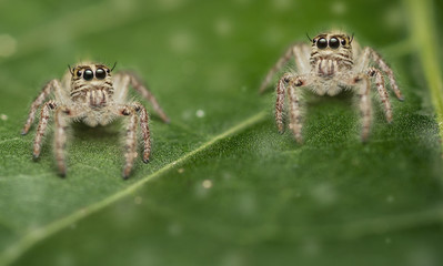 Jumping spider on Leaf