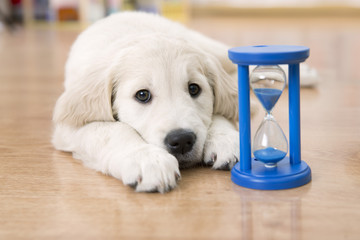 golden retriever puppy