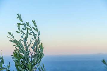 Olive tree above the sea during summer in Mykonos, Greece. - 102260715