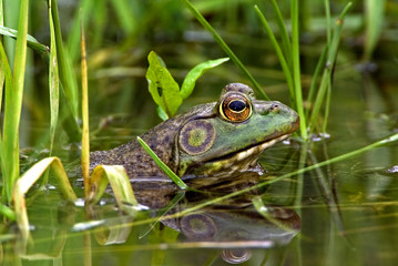 North American Bullfrog (Rana catesbeiana) - obrazy, fototapety, plakaty