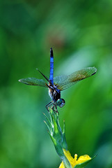 Blue eyed Darner (Aeshna multicolor)