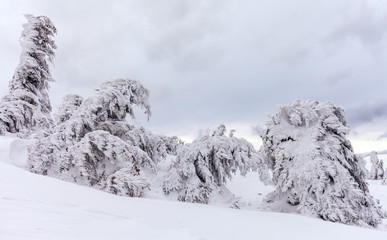 Freshly fallen snow covers the branches of trees. Snow storm left trees in forest with thick coating of heavy ice and snow.