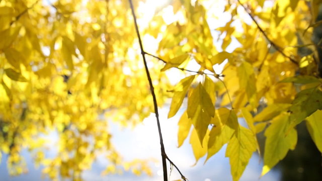 Yellow leaves on the branches against the backdrop of water surface.