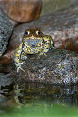 American Toad (Bufo americanus)