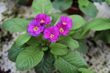Blooming purple spring primulas. primula flowers