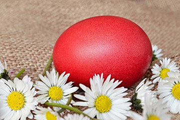  Easter card with red dyed Easter egg and daisies