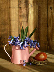 Easter egg colored with onion peel and spring flowers in watering bucket