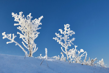 Winter scene. Frozenned flower