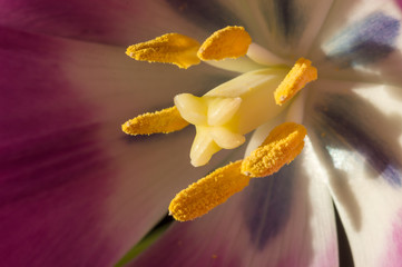 Purple Tulip close-up 