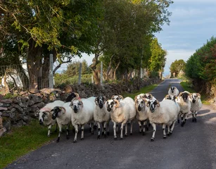 Crédence de cuisine en verre imprimé Moutons Troupeau de moutons marchant sur une petite route rurale dans le comté de Kerry, Irlande