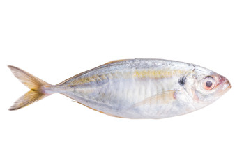 Fresh mackerel fish isolated on white background. 