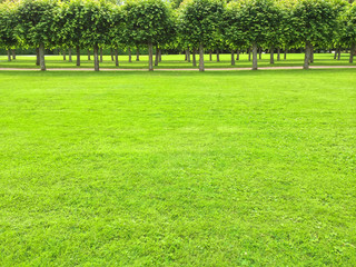 Park with green lawn and linden trees