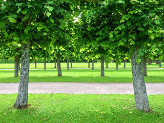 Alley of linden trees in the summer park