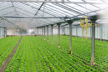 Vegetables in a greenhouse