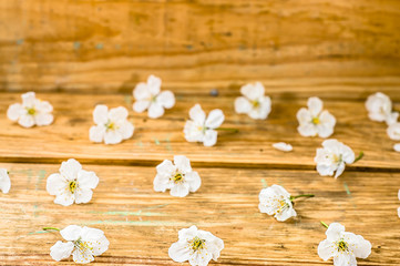 Fruit blossoms on wood. Background with copy-space for greeting card or wallpaper