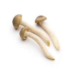 Mushroom on the isolated background.