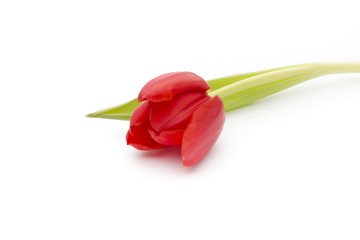 Tulips on the white background.