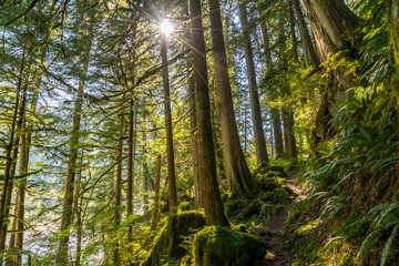 Sun rays in the forest